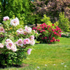 10 TREE PEONY Mountain Paeony Paeonia Suffruticosa Arborea Mixed Colors Red Pink White Purple Yellow Bicolor Flower Shrub Seeds