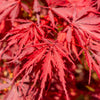 10 INABA SHIDARE MAPLE Weeping Red Laceleaf Japanese Acer Palmatum Dissectum Tree Seeds
