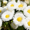 500 Dwarf WHITE ENGLISH DAISY Bellis Perennis Flower Seeds