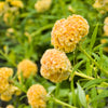 100 CORAL GARDENS Mix CELOSIA Cockscomb Celosia Argentea Cristata Flower Seeds