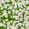 100 White DWARF CREEPING DAISY Chrysanthemum Paludosum Flower Seeds