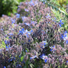 100 Blue Star BORAGE HERB Borago Officinalis Flower Seeds