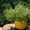 1000 Common GARDEN THYME English, German, French, or Winter Thymus Vulgaris Herb Flower Seeds