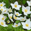 5 MADONNA ANEMONE Sylvestris White & Yellow Flower Seeds