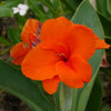 5 ORANGE CANNA LILY Indian Shot Arrowroot Canna Indica Flower Seeds