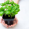 1500 SWEET BASIL Ocimum Basilicum Herb White Flower Seeds