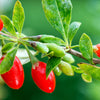 100 HIMALAYAN Tibetan GOJI BERRY Fruit Wolfberry Bush Lycium Barbarum Seeds