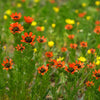 10 ADONIS PHEASANTS EYE Adonis Aestivalis Red & Black Flower Seeds