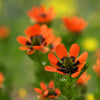 10 ADONIS PHEASANTS EYE Adonis Aestivalis Red & Black Flower Seeds