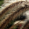 150 SWEET VERNAL GRASS Sweet Grass Vanilla Grass Anthoxanthum Odoratum Fragrant Vernalgrass Ornamental Craft Seeds