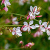 100 White GAURA WHIRLING BUTTERFLIES Gaura Lindheimeri Flower Seeds