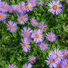 50 Blue EAST INDIES ASTER Tongolensis Flower Seeds