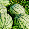 50 TENDERSWEET ORANGE WATERMELON Orange Flesh Citrullus Lanatus Fruit Melon Seeds