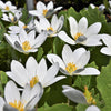 10 White BLOODROOT Sanguinaria Canadensis Shade Ground Cover Flower Seeds