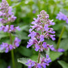 50 PERSIAN CATMINT Mussins Nepeta Racemosa Flower Seeds
