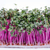 100 CHINA ROSE RADISH (Chinese Winter Radish) Raphanus Sativus Vegetable Seeds