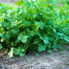 100 FIESTA Green CILANTRO / CORIANDER Coriandrum Sativum Herb Vegetable Seeds