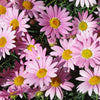 100 Rose PINK ROBINSONS DAISY Painted Chrysanthemum Coccineum Pyrethrum Flower Seeds
