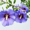 25 Purple ROSE Of SHARON HIBISCUS Syriacus Flower Tree Bush Seeds