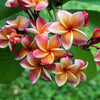 10 MIXED COLORS PLUMERIA Seeds - Lei Flower Frangipani Mix Fragrant Shrub Small Tree Pink Red Yellow White Peach Two Tone