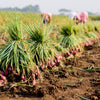 100 SCARLET BANDIT Bunching ONION Red Allium Cepa Vegetable Seeds
