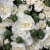 50 WHITE CARNATION Dianthus Caryophyllus Grenadin Flower Seeds