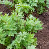 50 LOVAGE Levistucum Officinale - Flavor like celery & anise - Herb Flower Seeds