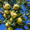 20 COMMON CULINARY QUINCE Fruit Tree Cydonia Oblonga Flowering Shrub Seeds