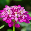 1000 ROSE CARDINAL CANDYTUFT Iberis Umbellata Flower Seeds
