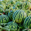 50 TENDERSWEET ORANGE WATERMELON Orange Flesh Citrullus Lanatus Fruit Melon Seeds