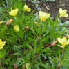 150 DWARF EVENING PRIMROSE ( Missouri Primrose / Ozark Sundrops ) Oenothera Macrocarpa syn. Missouriensis Native Yellow Flower Seeds