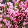 5 DWARF RUSSIAN ALMOND Prunus Tenella Rose Red Pink Fragrant Flower Shrub Seeds