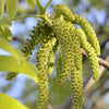 5 ENGLISH WALNUT aka Common, Hardy Carpathian, Persian Nut Fruit Tree Juglans Regia Orientis Seeds