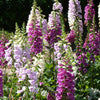 Dwarf Foxy Mix Foxglove Seeds – Digitalis Purpurea Flower – photo 7