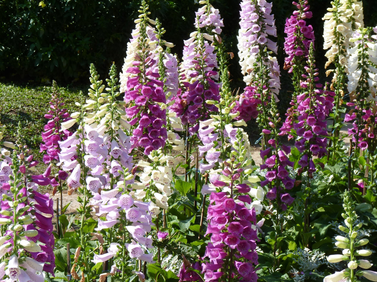 Dwarf Foxy Mix Foxglove Seeds – Digitalis Purpurea Flower – photo 7