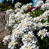 1000 WHITE EMPRESS CANDYTUFT Iberis Amara Groundcover Flower Seeds
