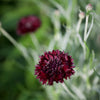 25 Black Garnet BACHELOR'S BUTTON / CORNFLOWER Centaurea Cyanus Flower Seeds