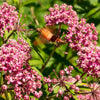 75 RED SWAMP MILKWEED Asclepias Incarnata Flower Seeds