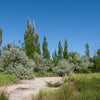 10 AMERICAN SILVERBERRY Elaeagnus Commutata aka Wolf Willow Wolfberry Wild Olive Berry Fruit Shrub Seeds