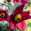 10 RED ANEMONE Pulsatilla Vulgaris PASQUE Flower Seeds
