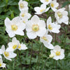 5 MADONNA ANEMONE Sylvestris White & Yellow Flower Seeds