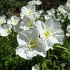 250 WHITE Pale EVENING PRIMROSE (White Buttercup / Sundrops) Oenothera Pallida Flower Seeds