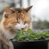 1000 HEIRLOOM CATNIP Nepeta Cataria Herb Flower Seeds