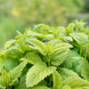 1500 LEMON BALM Melissa Officinalis Lemonbalm Fragrant Herb / Flower Seeds