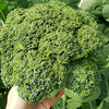 1000 CALABRESE BROCCOLI ITALIAN Green Sprouting Vegetable Brassica Seeds