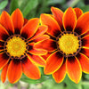 30 Mixed Colors GAZANIA Rigens Treasure Flower Seeds