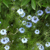 400 Blue & White LOVE IN A MIST Nigella Damascena Fennel Flower Seeds