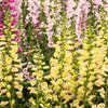 Dwarf Foxy Mix Foxglove Seeds – Digitalis Purpurea Flower – photo 2