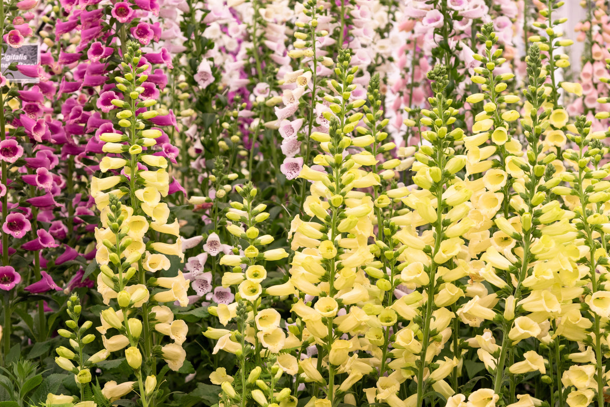 Dwarf Foxy Mix Foxglove Seeds – Digitalis Purpurea Flower – photo 2