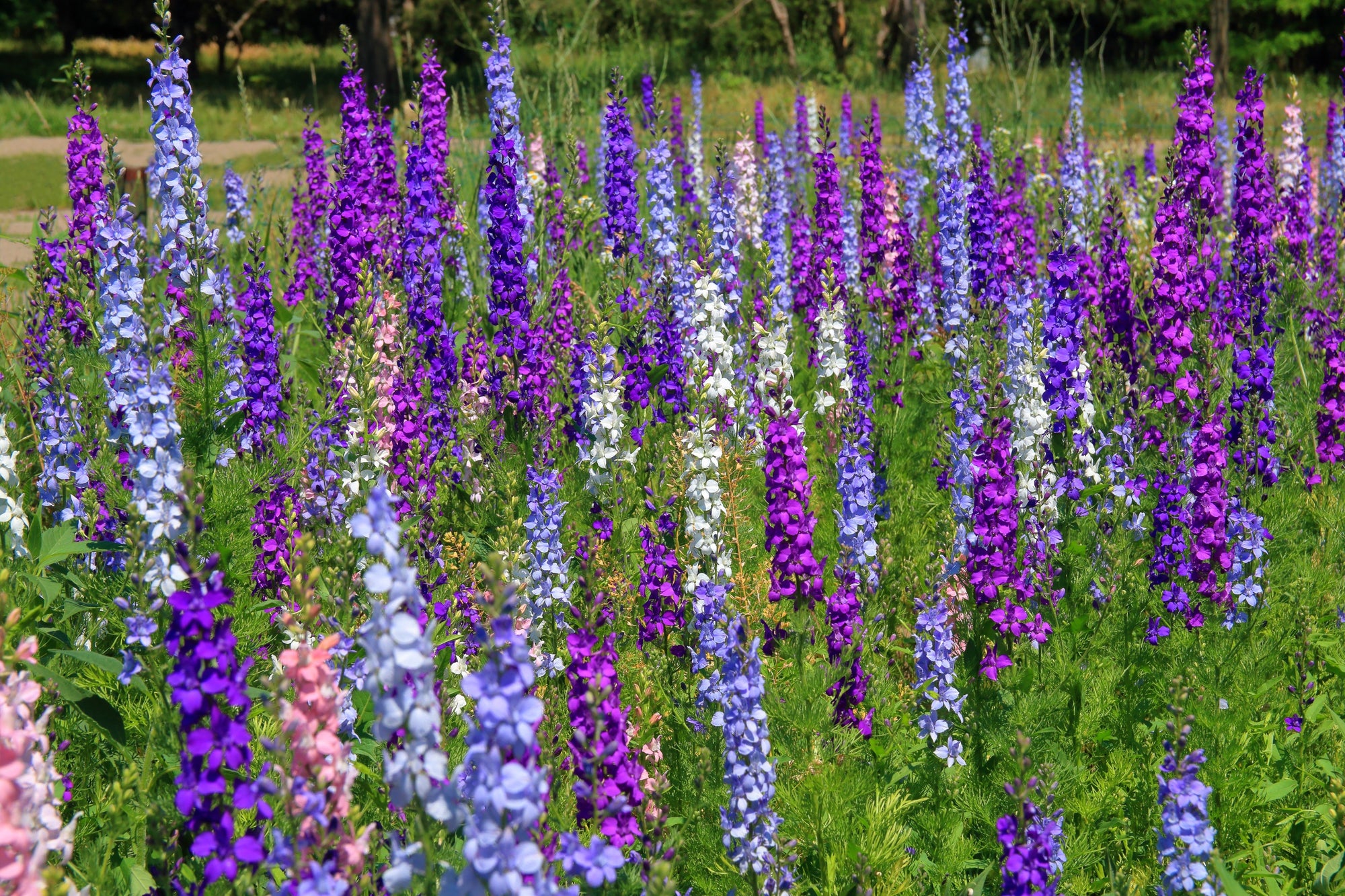 Delphinium Pixie Rockets 100 ROCKET LARKSPUR DELPHINIUM Consolida Giant Imperial Mixed Colors F ...